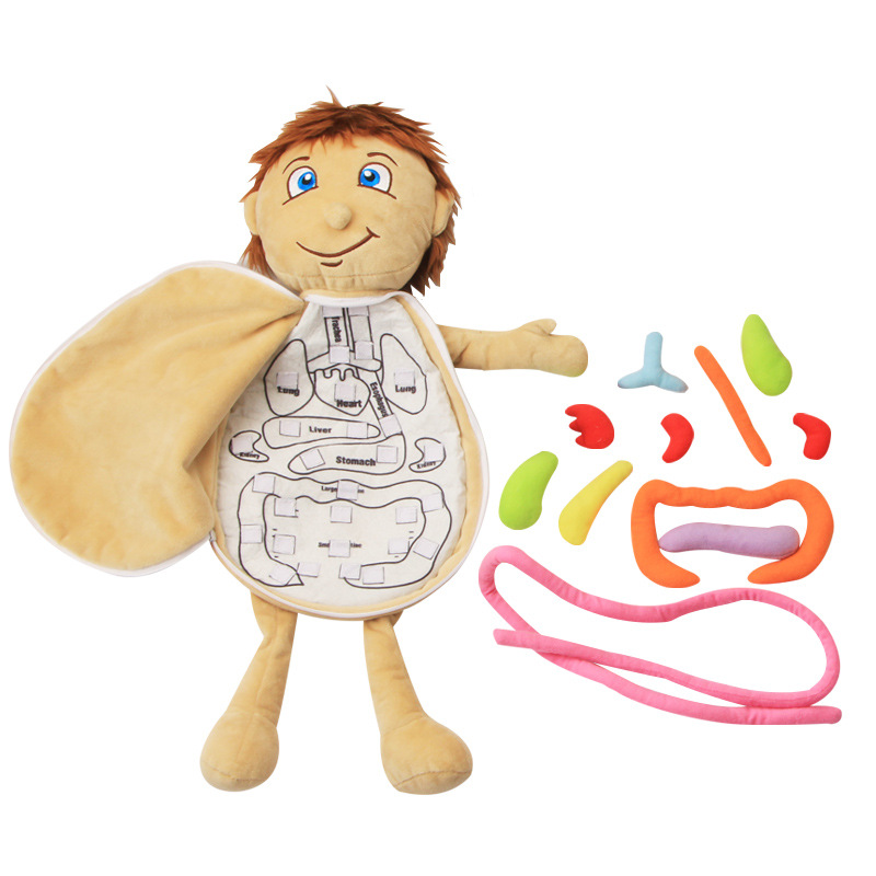 Human Viscera Cognitive Kid 3D - Human Body Puzzle recension och pris