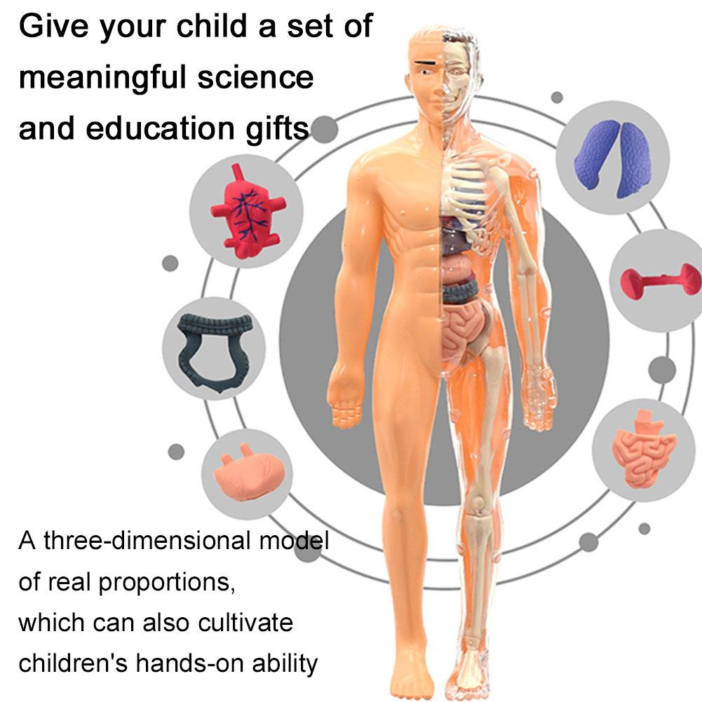 3D Human Body Torso Model For  - Human Body Puzzle recension och pris
