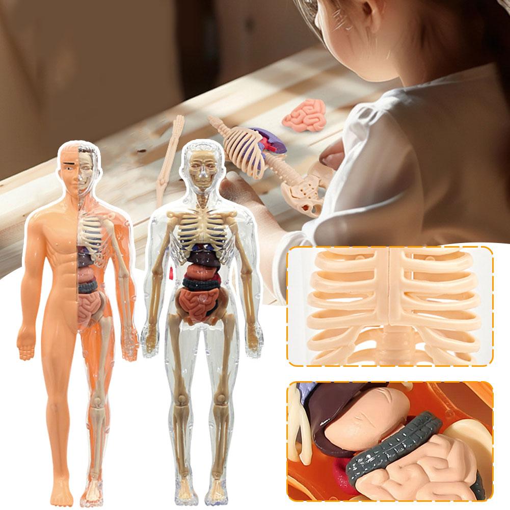 3D Human Body Torso Model For  - Human Body Puzzle recension och pris