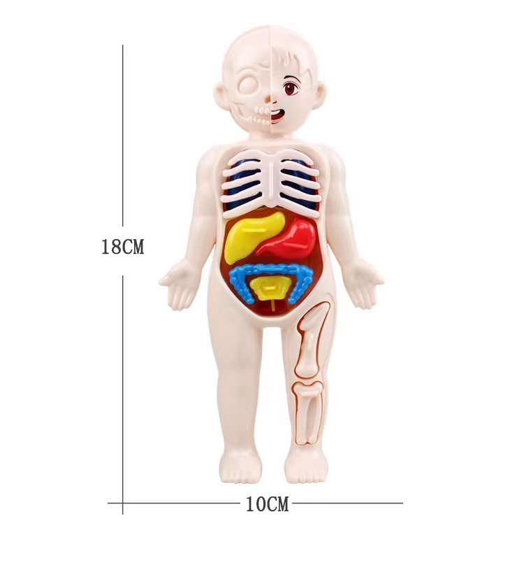Montessori 3D Puzzle 14pcs Hum - Human Body Puzzle recension och pris