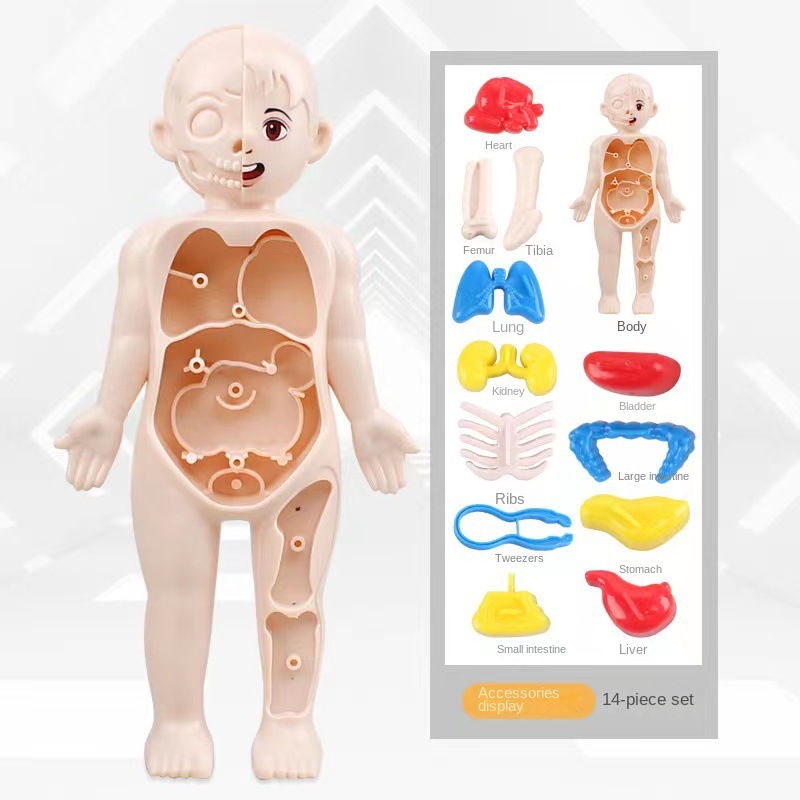 Montessori 3D Puzzle 14pcs Hum - Human Body Puzzle recension och pris