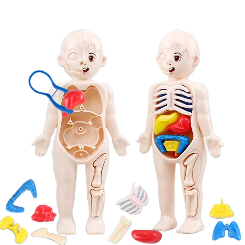 Montessori 3D Puzzle 14pcs Hum - Human Body Puzzle recension och pris