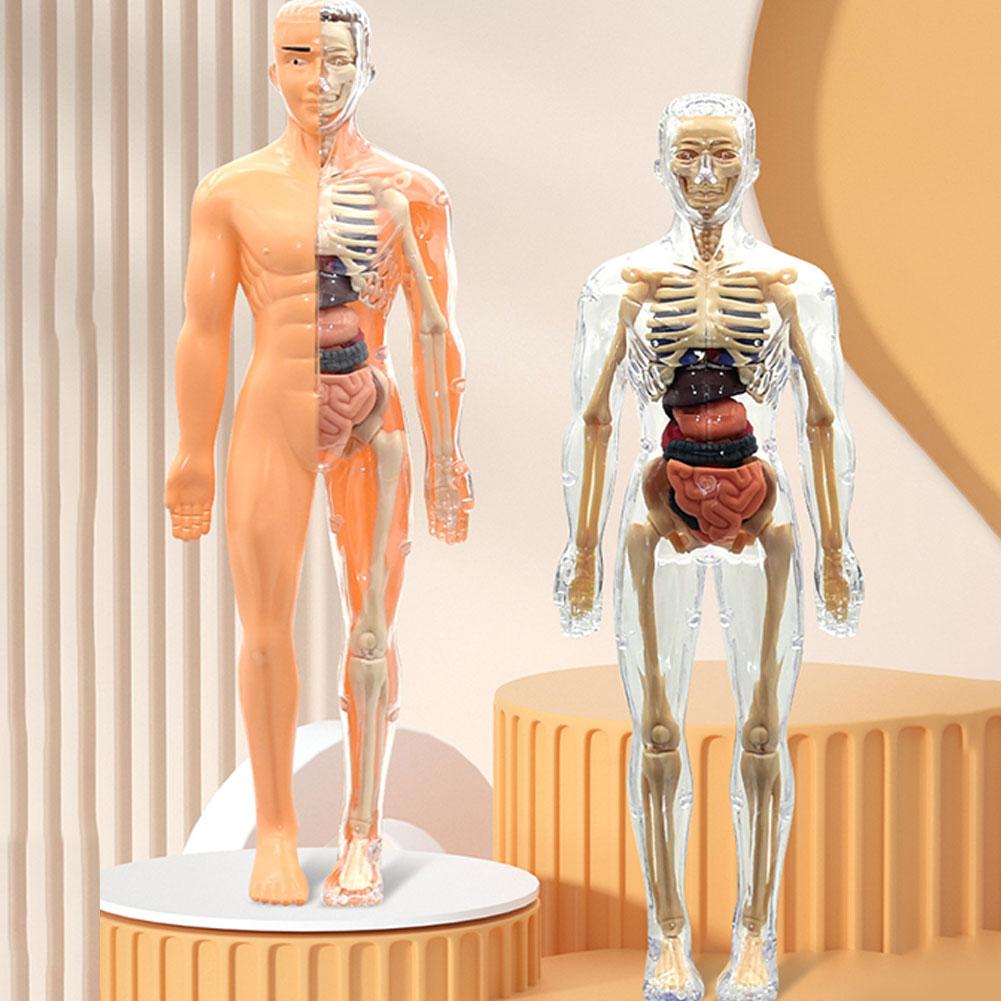 3D Human Body Torso Model For  - Human Body Puzzle recension och pris
