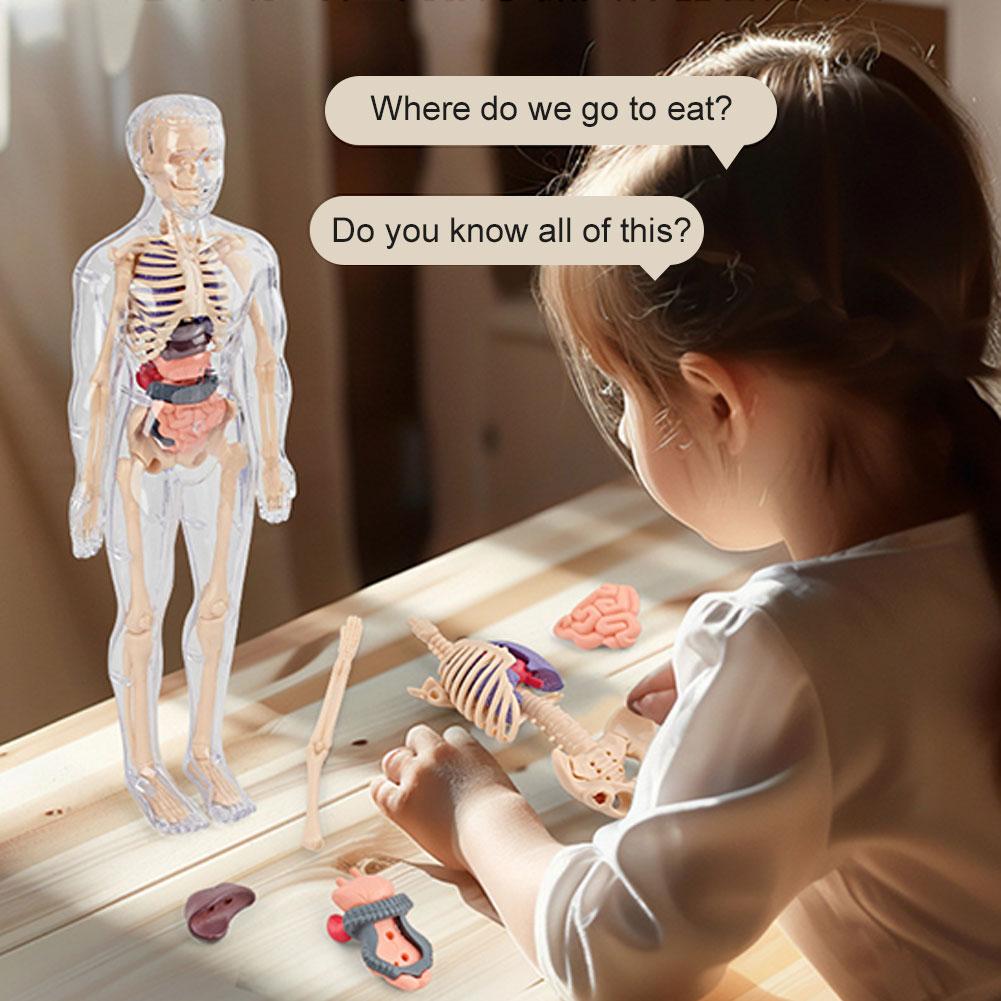 3D Human Body Torso Model For  - Human Body Puzzle recension och pris
