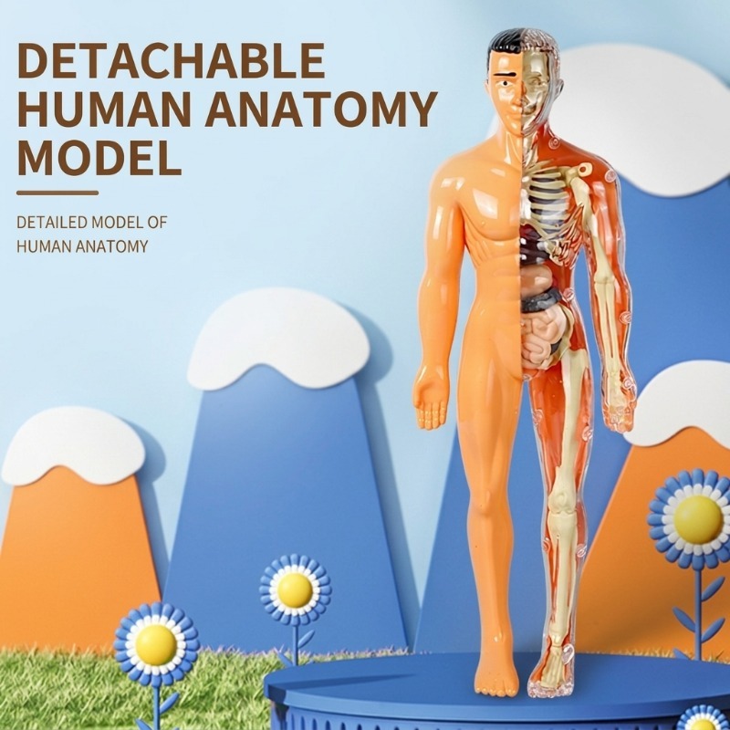 Primary School DIY Human Body  - Human Body Puzzle recension och pris