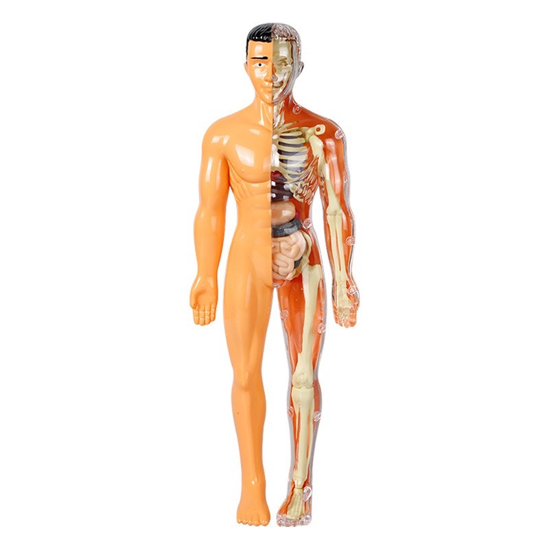 Primary School DIY Human Body  - Human Body Puzzle recension och pris