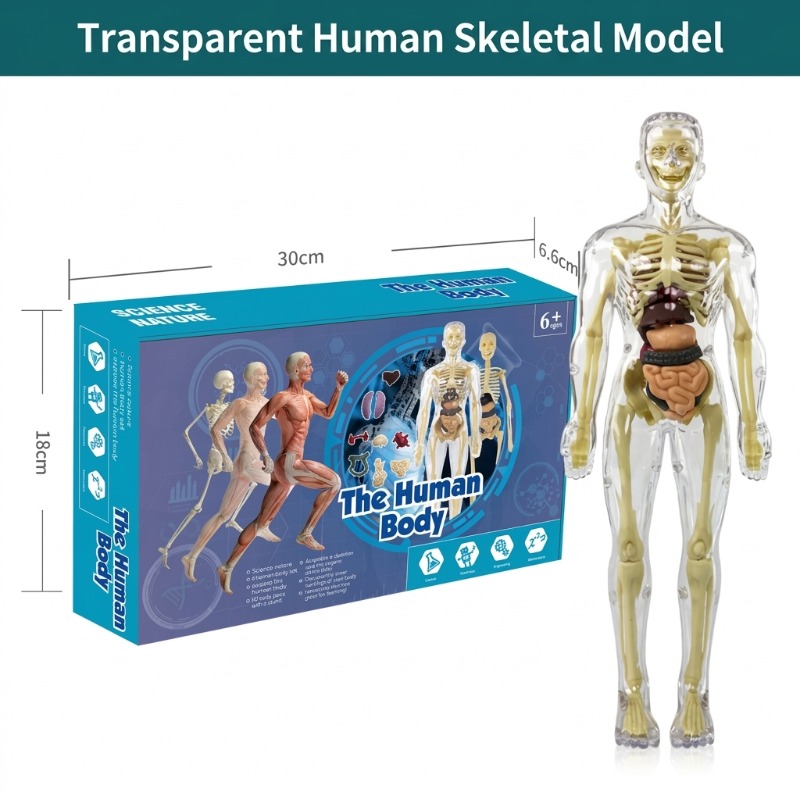 Primary School DIY Human Body  - Human Body Puzzle recension och pris