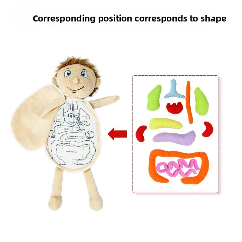 1Pc Human Organ Cognition Puzz - Human Body Puzzle recension och pris