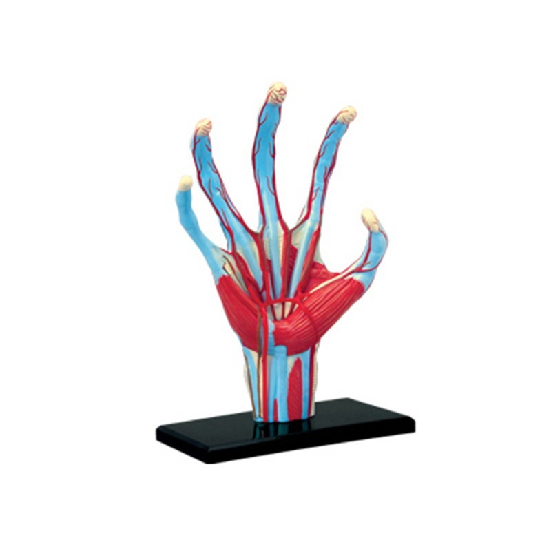 4d Master Human Hand Bone musc - Human Body Puzzle recension och pris