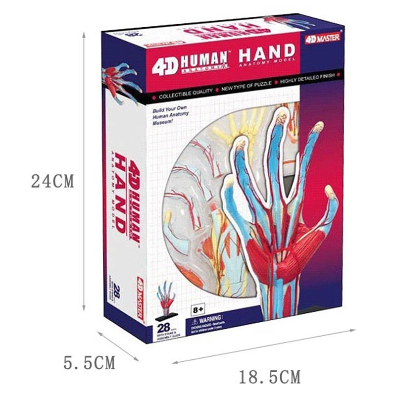 4d Master Human Hand Bone musc - Human Body Puzzle recension och pris