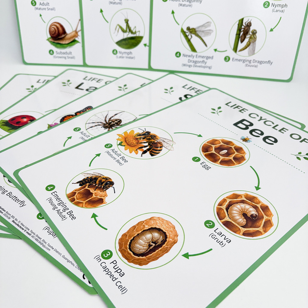 8Pcs Nature Life Cycle Educati - Kids Educational Poster recension och pris
