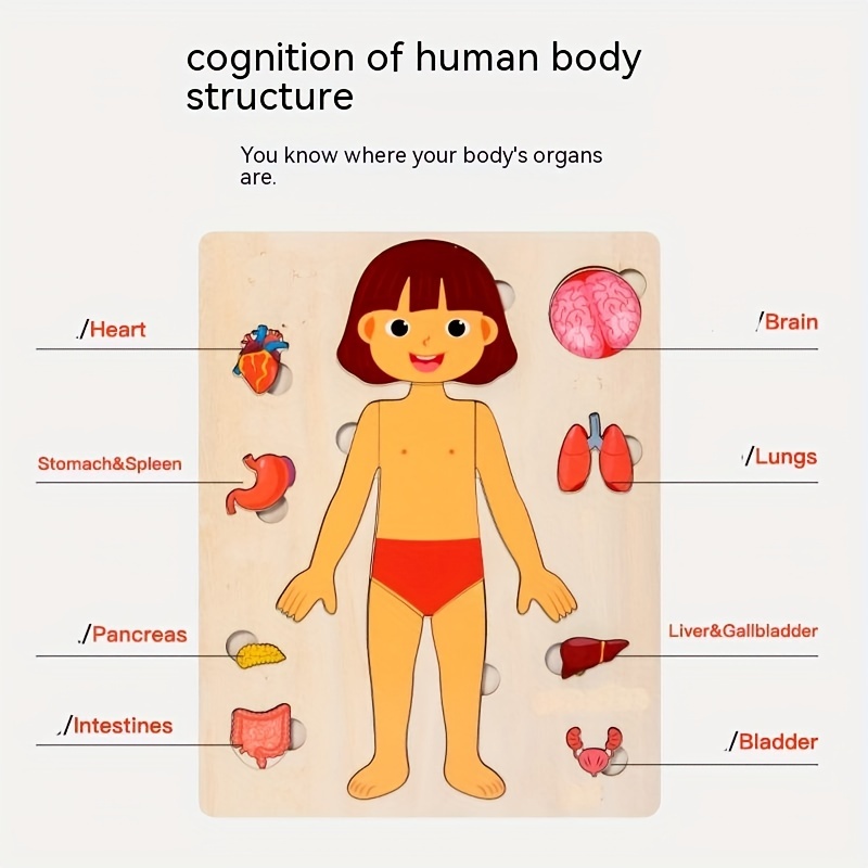 Human Body Puzzles for Kids Wo - Human Body Puzzle recension och pris