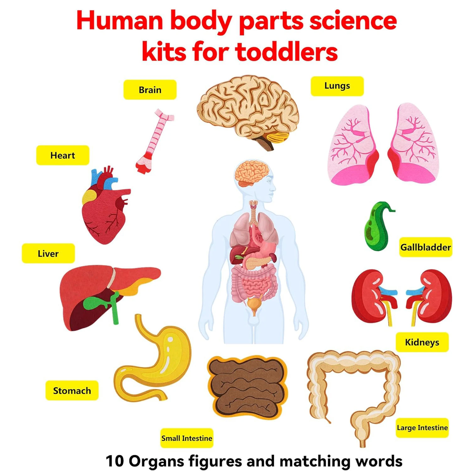 Human Body Parts Felt Board St - Human Body Puzzle recension och pris