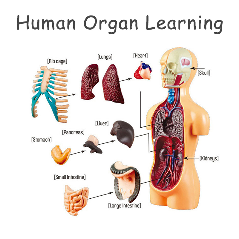 DIY Mannequin 3D Human Body Mo - Human Body Puzzle recension och pris