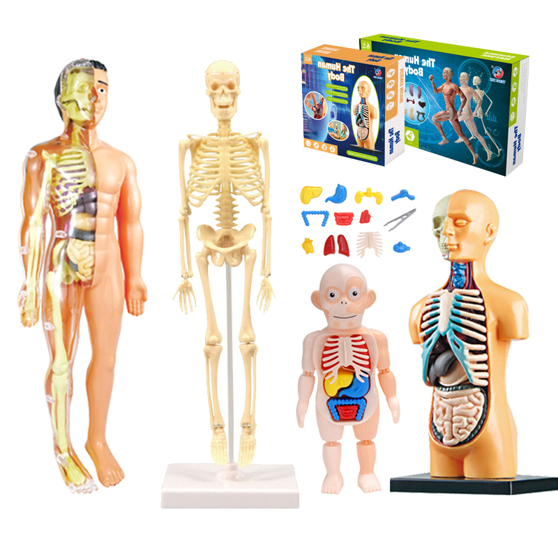 DIY Mannequin 3D Human Body Mo - Human Body Puzzle recension och pris