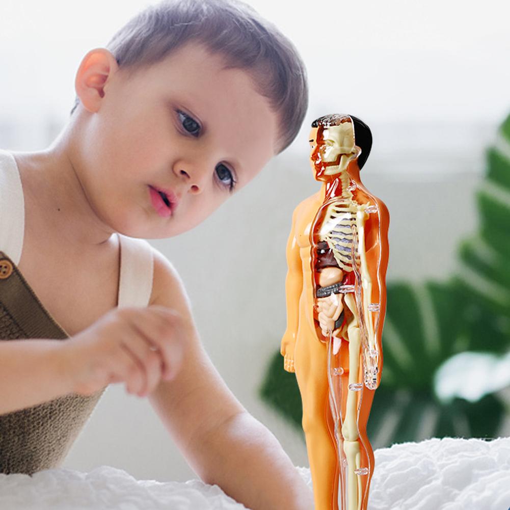 DIY Mannequin 3D Human Body Mo - Human Body Puzzle recension och pris