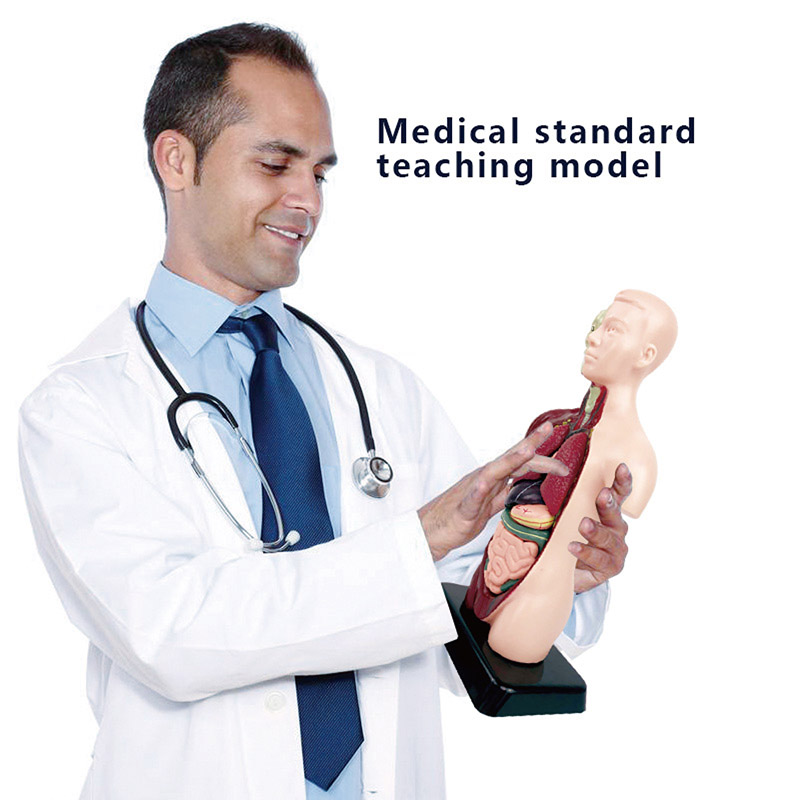 DIY Mannequin 3D Human Body Mo - Human Body Puzzle recension och pris