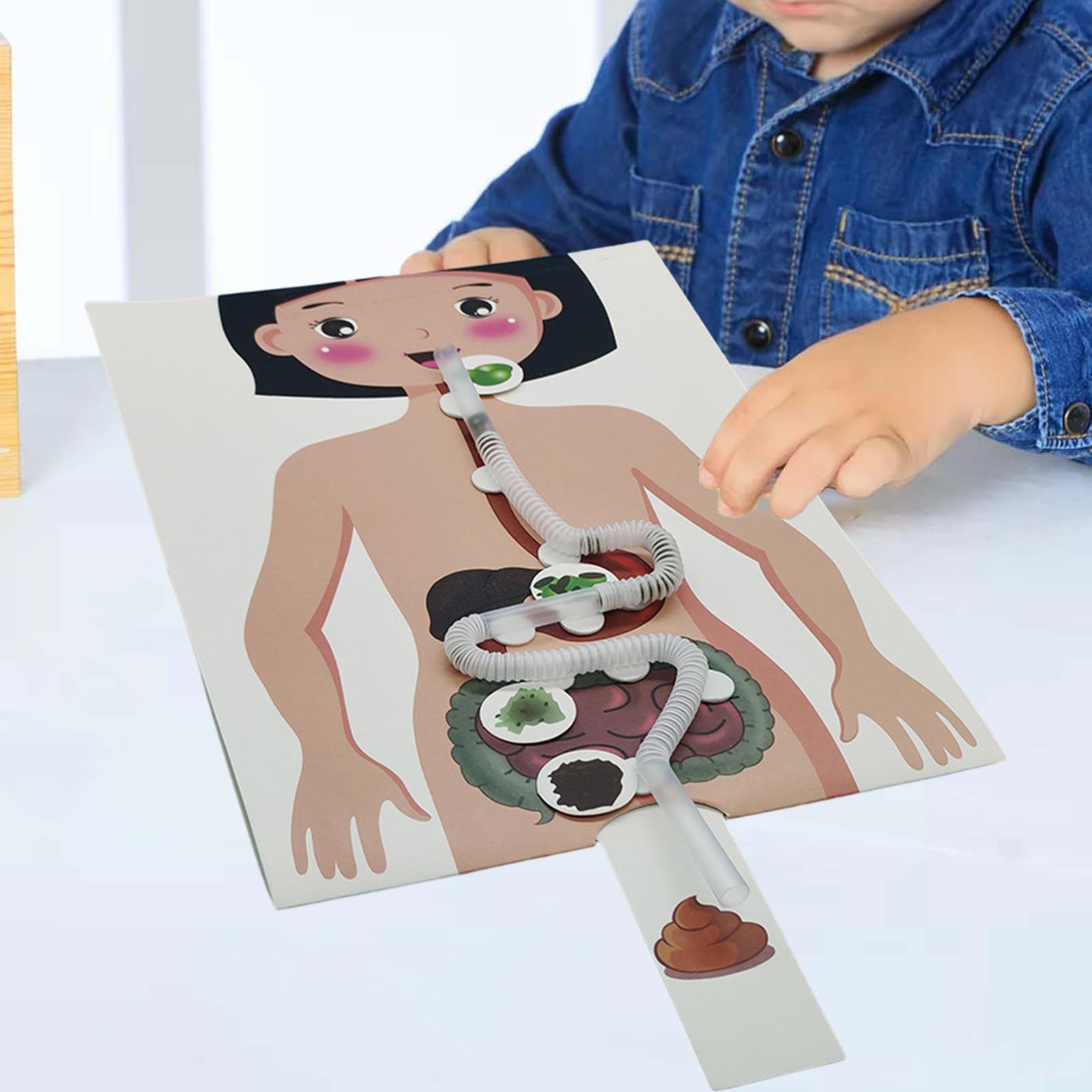 Human Digestive System Model,  - Human Body Puzzle recension och pris