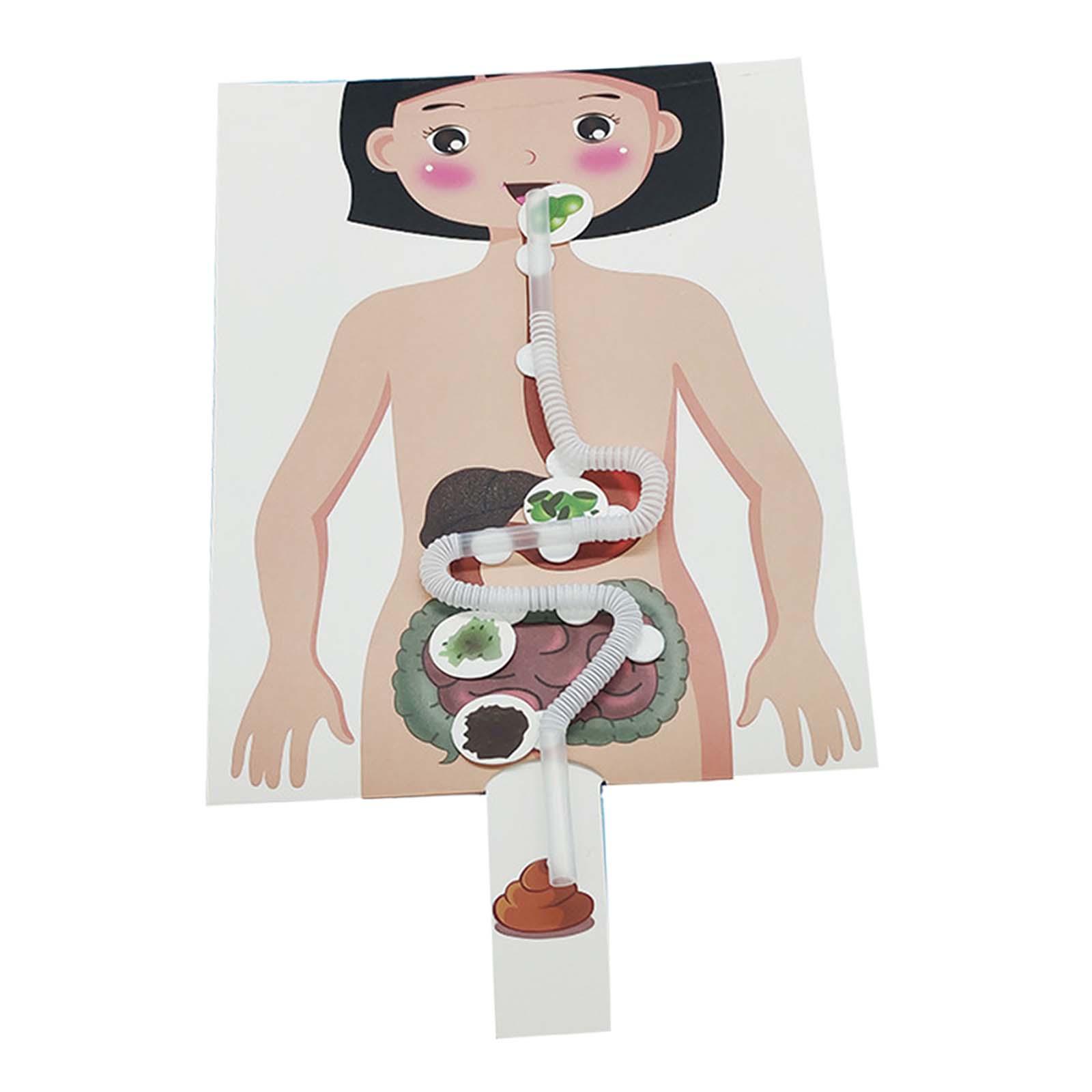 Human Digestive System Model,  - Human Body Puzzle recension och pris