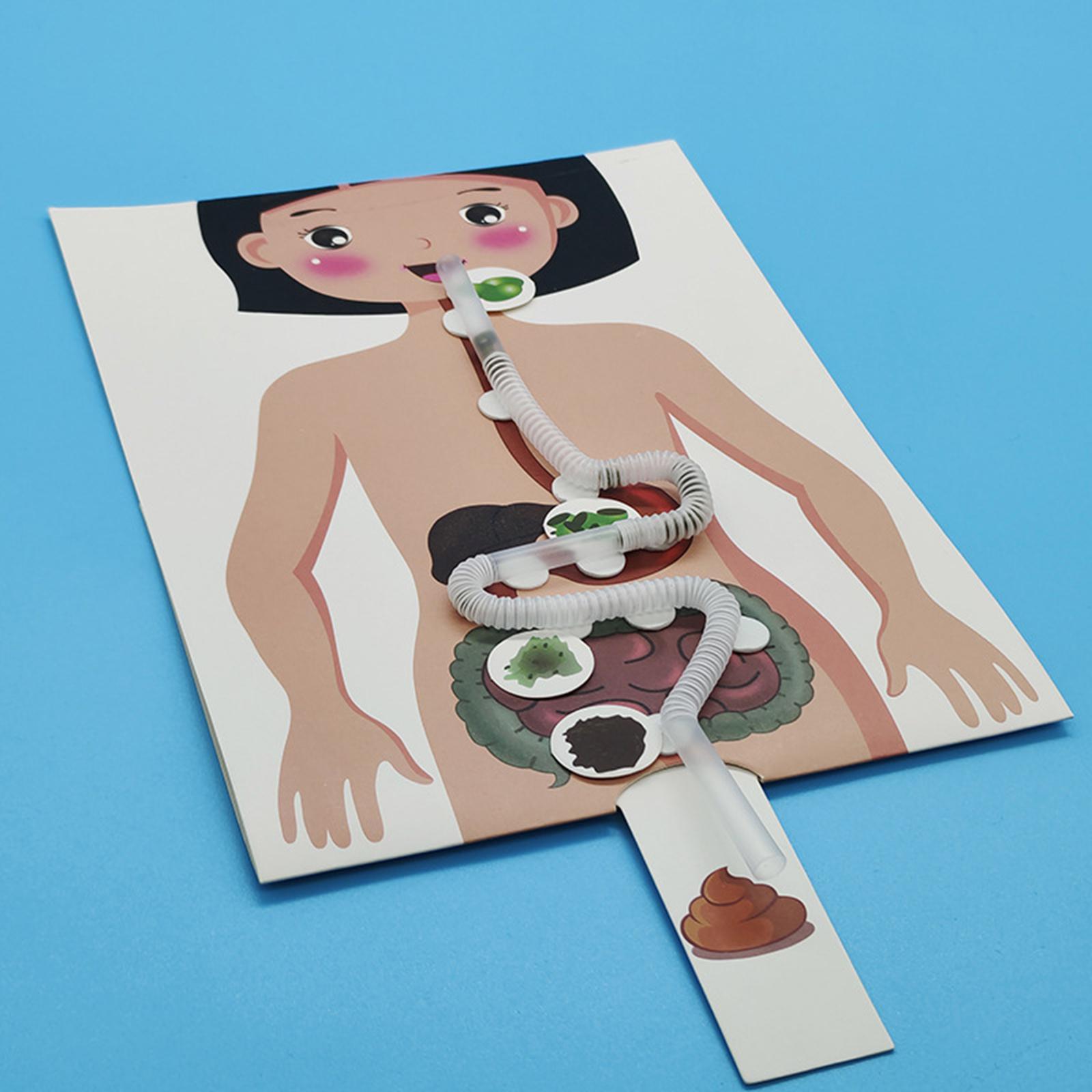 Human Digestive System Model,  - Human Body Puzzle recension och pris