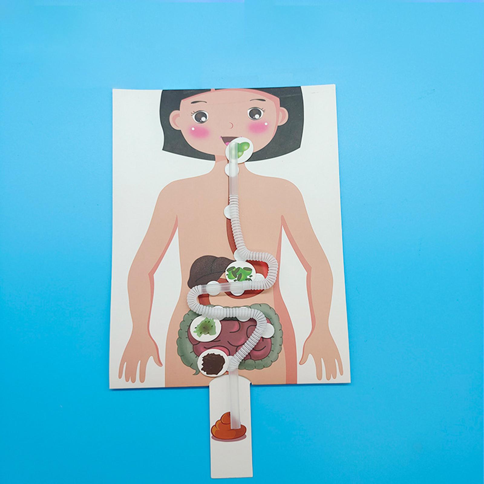 Human Digestive System Model,  - Human Body Puzzle recension och pris