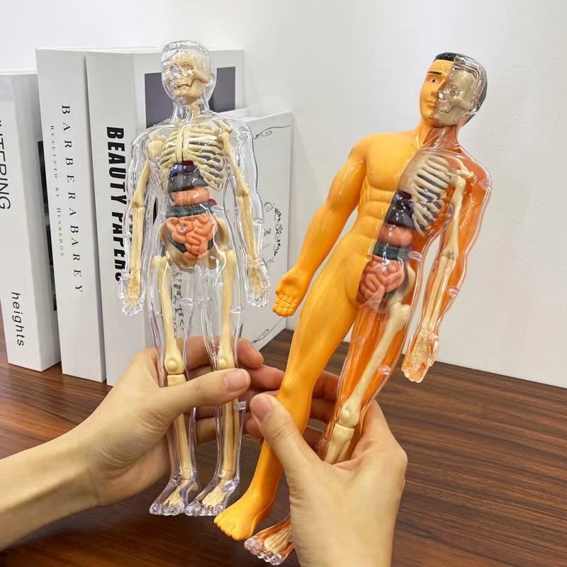 3D Human Body Torso Model for  - Human Body Puzzle recension och pris