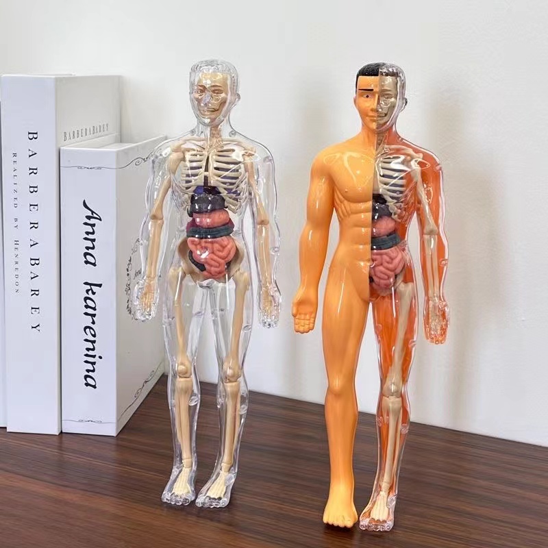 3D Human Body Torso Model for  - Human Body Puzzle recension och pris