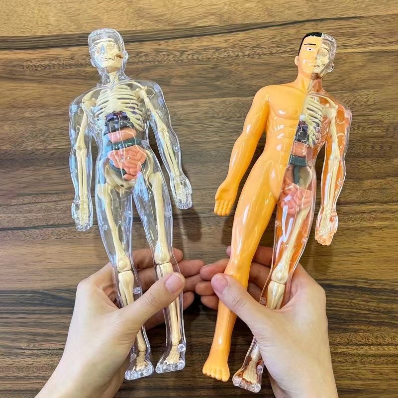 3D Human Body Torso Model for  - Human Body Puzzle recension och pris